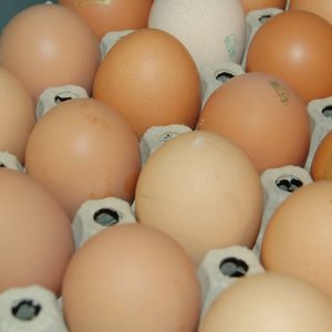 Bio-Eier lose (0) - 13740