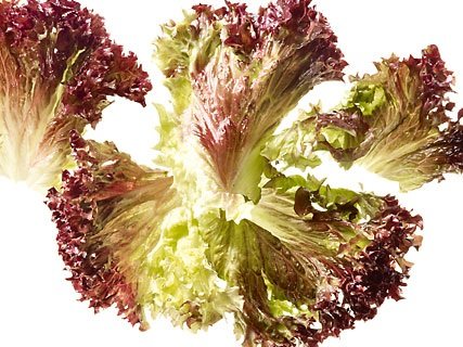 Ku Lollo Rosso 750g - 599032